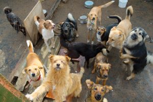 straydogs