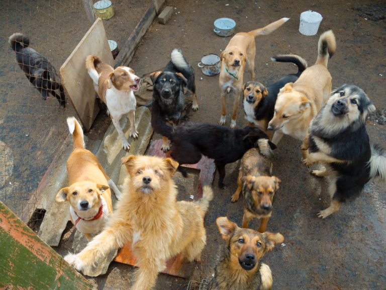 straydogs Kedi Köpek Kovucular